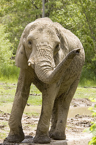 非洲大象点背景图片