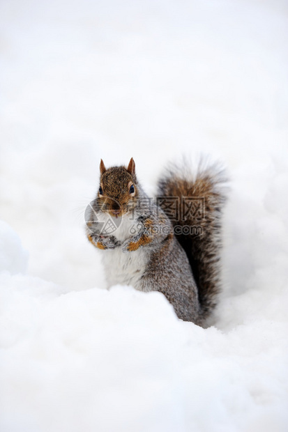 松鼠在冬季与白雪接头从纽约市曼哈图片