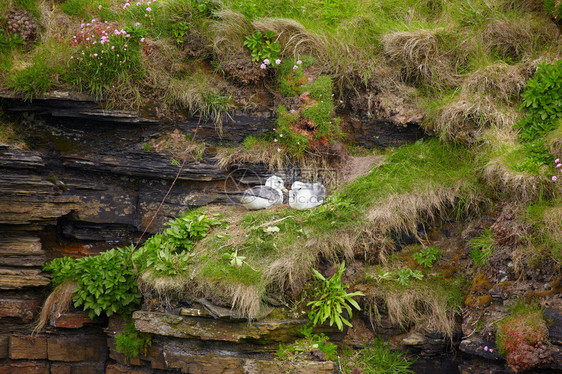 苏格兰北部东悬崖上的鸟儿FulmarRo图片