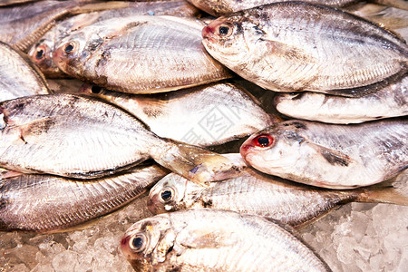 亚洲鱼市提供全鲜鱼图片