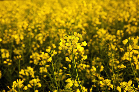 春天美丽的黄色油菜花田图片