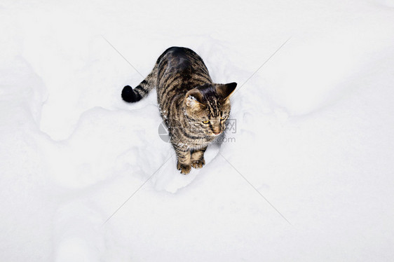 可爱的虎猫在花园的雪中漫步图片