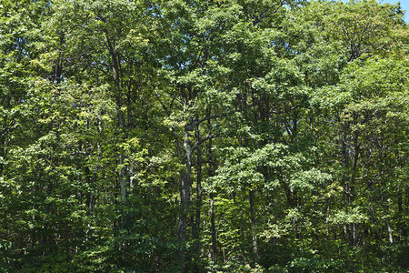 雪南多亚公园流行的蓝岭山Shenandoah茂密森林图片