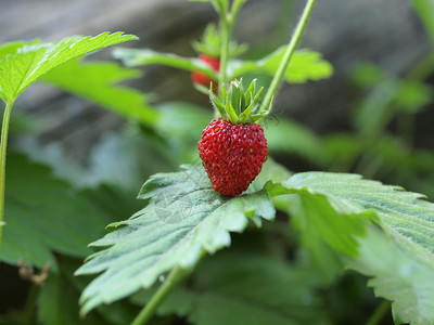 有绿叶和果实的草莓植物图片