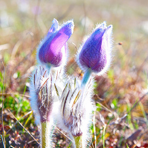 田地上有青草的彩花Pulsatillap图片