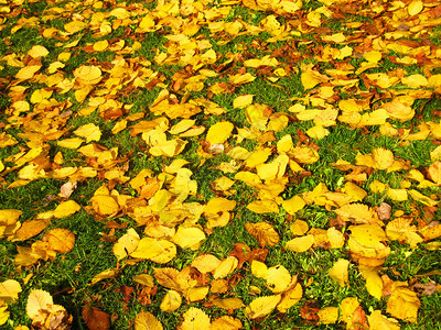 秋天的风景绿草上落黄的叶子水平视图背景图片