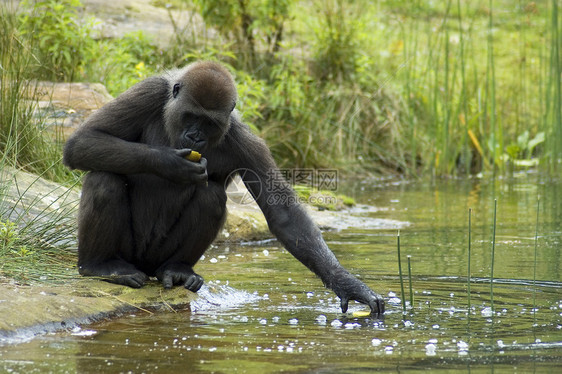 大猩试图把他的食物从水里抢出来虽然他不喜欢水图片