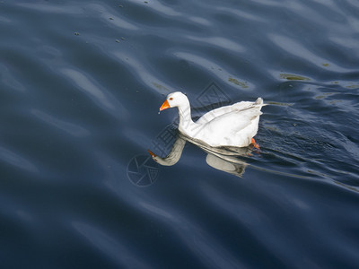 一只白鸭游泳和它的反射图片