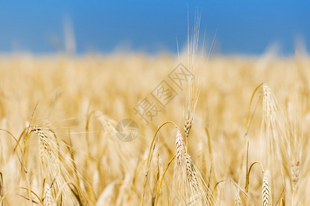 黄色麦秆和田地的特写照片图片