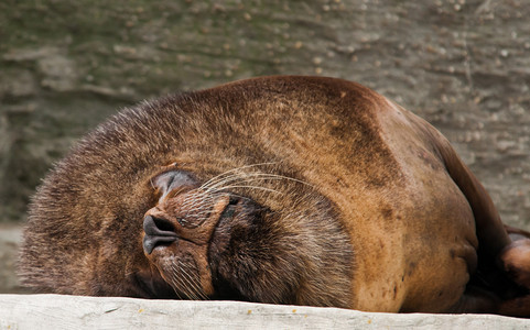 安详沉睡的海狮肖像图片