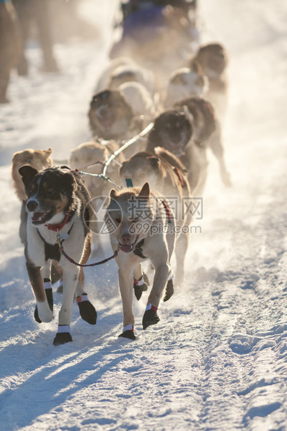 热心的雪橇狗队为赢得雪橇赛图片