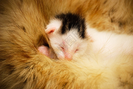 新生小猫躺在毛皮上图片