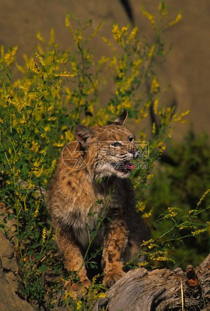 山猫体育免费直播法甲焦点战欧塞尔对阵梅斯精彩对决不容错过