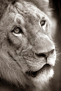一只狮子近身的肖像在巴图片