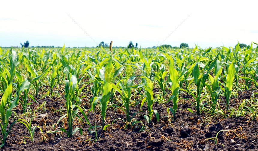田地里的年轻玉米植物图片