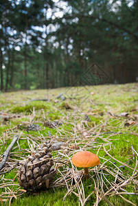比尔长时间雨后苔藓中的森林蘑菇图片