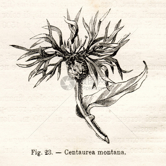 意大利的CentaureaMontana鲜花插图图片