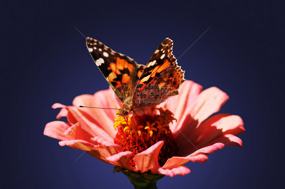 蝴蝶彩绘女士坐在花上百日草图片