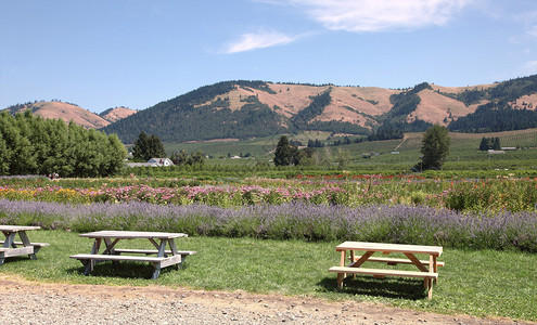 野餐席邀请参观者看俄勒冈州胡德图片