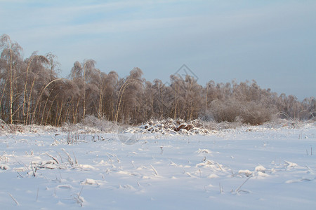 俄罗斯美丽的冬季森林俄国的图片