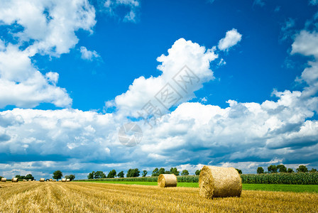 夏季用稻草捆收割的田地图片
