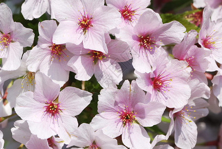粉红色和白色花朵的特写图片