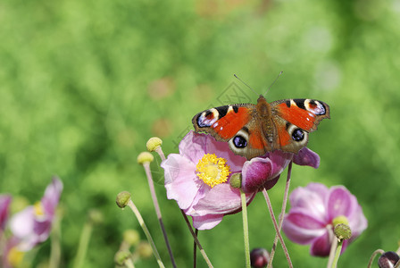 孔雀蝴蝶坐在花园里的花上图片