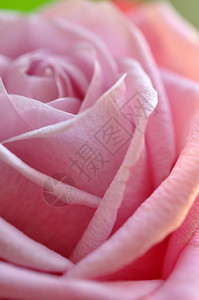 粉红玫瑰细节背景图片