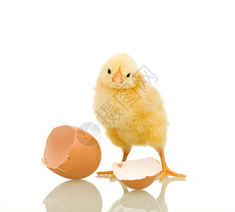 带蛋壳的小鸡孤立反射图片