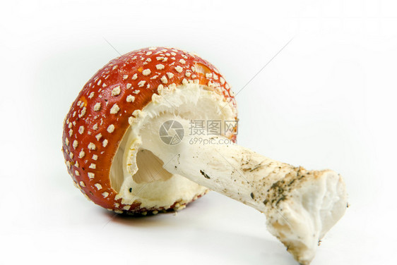 在白色的鹅膏菌蘑菇图片