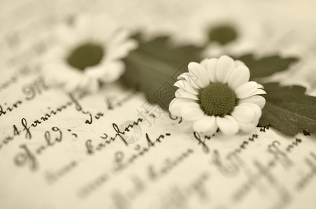 一本旧手写书上的小白雏菊图片