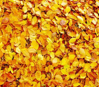 秋天落叶的彩色背景图片