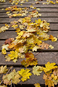 多彩的秋天树叶图片