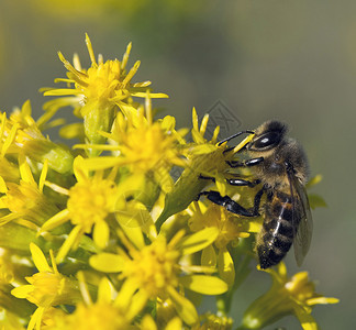 蜜蜂从花中采集花蜜图片