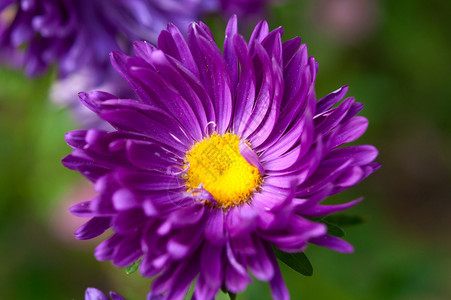 生长在花坛的紫菀图片