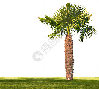 孤立在白色背景上的一棵棕榈树和绿草图片