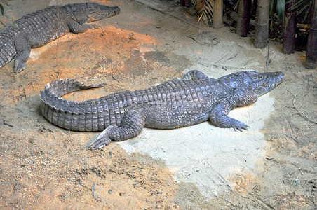 鳄鱼科的凯门鳄爬行动物图片