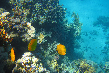 红海珊瑚礁中美丽的黄色鱼在背景图片