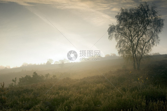 秋瀑季雾雨林的图片