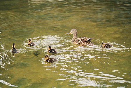 鸭子和池塘里的小鸭子图片
