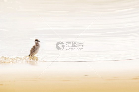 小鸭子在沙滩上玩耍图片