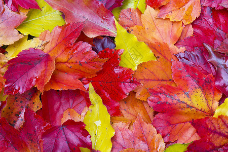 秋末季秋末叶季节以多种颜色图片