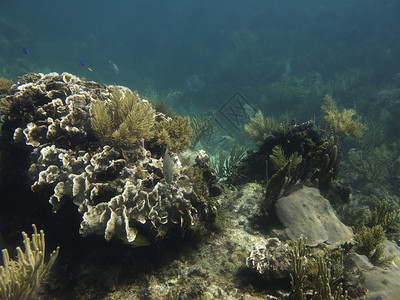 珊瑚礁的家园由以下鱼类蓝头鱼蓝刺图片