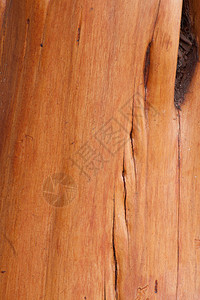 Grunge树木条纹理的图片