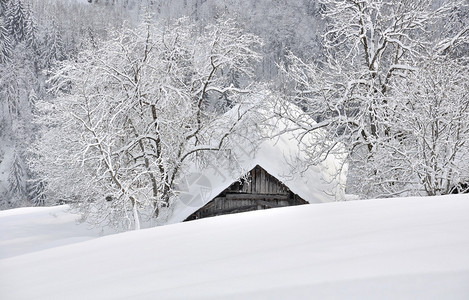 在雪山两棵树之间筑巢的一座小屋顶雪图片