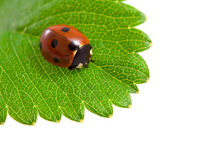 草莓叶上的Ladybug在白色的草图片