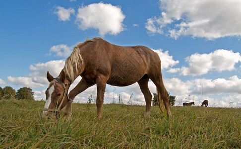 马在背景天空的田野上吃草图片