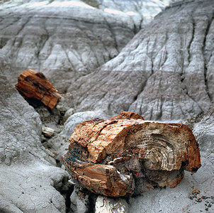 石化原木已结晶成多种颜色图片