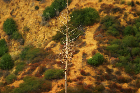 岩石沙漠中光秃树的彩色照片图片