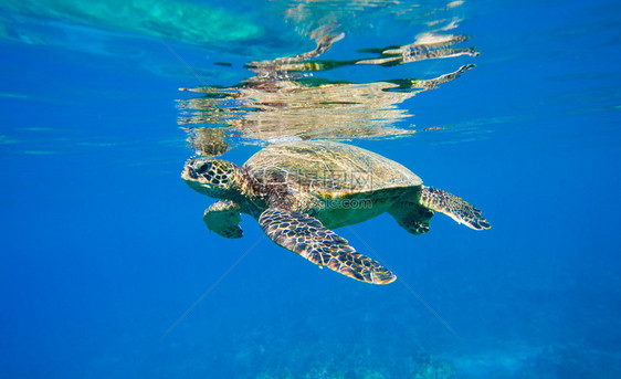 绿海龟在大海中图片